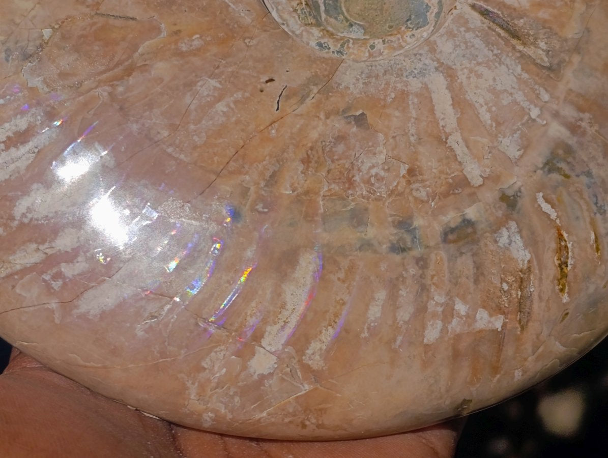 Polished Cleoniceras Ammonite Fossil x 1 From Tulear, Madagascar