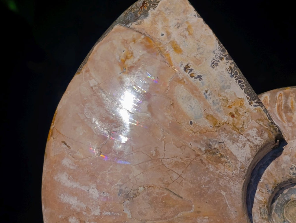 Polished Cleoniceras Ammonite Fossil x 1 From Tulear, Madagascar