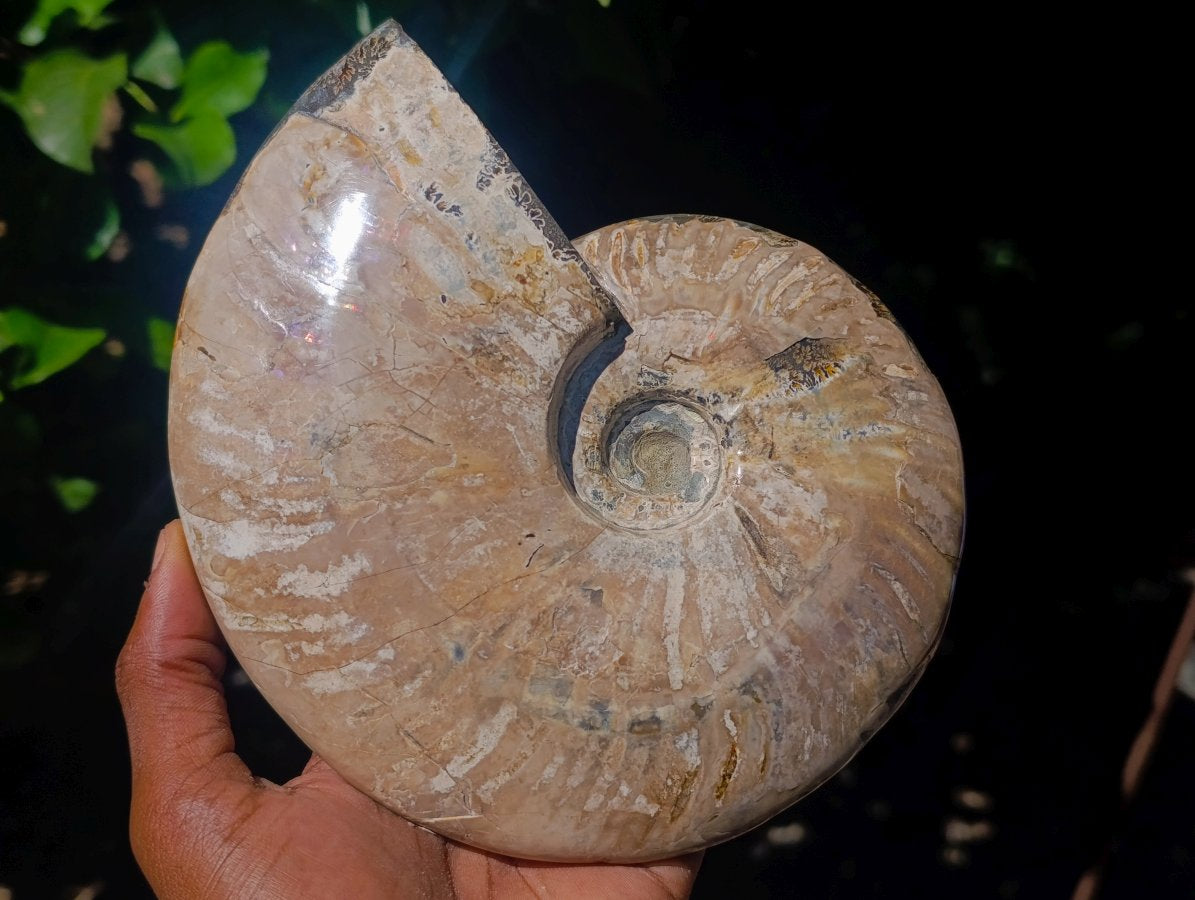 Polished Cleoniceras Ammonite Fossil x 1 From Tulear, Madagascar