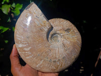 Polished Cleoniceras Ammonite Fossil x 1 From Tulear, Madagascar