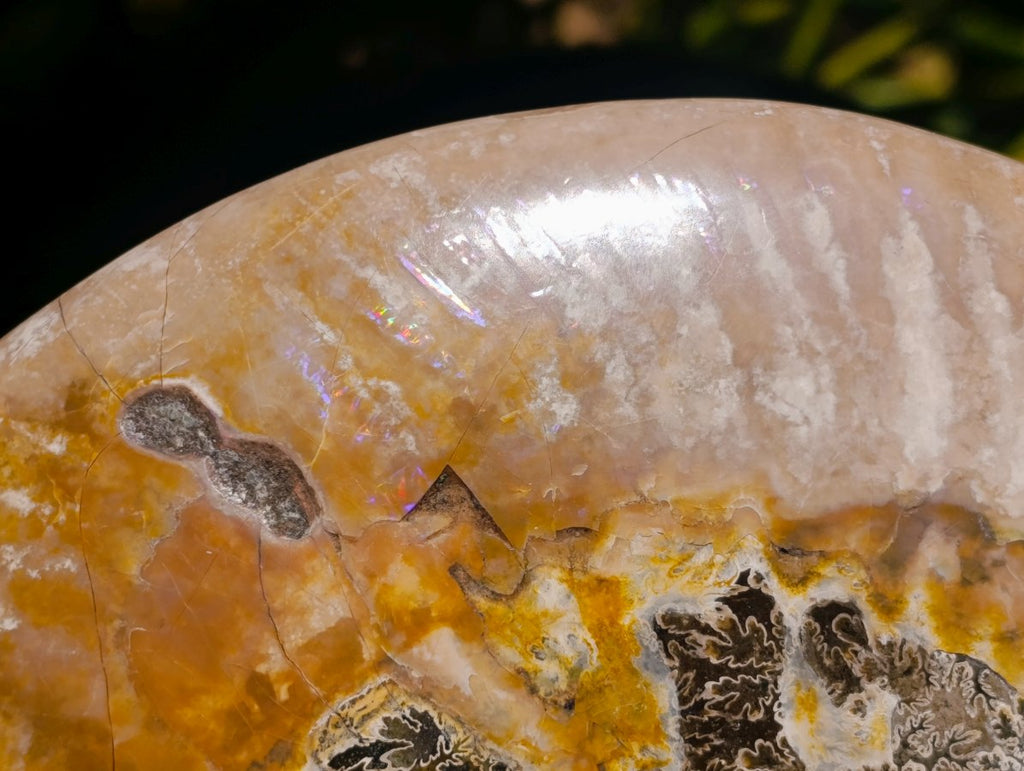 Polished Cleoniceras Ammonite Fossil x 1 From Tulear, Madagascar