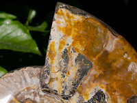 Polished Cleoniceras Ammonite Fossil x 1 From Tulear, Madagascar