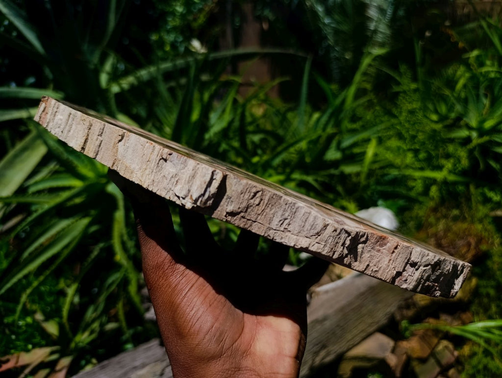 Polished Red Podocarpus Petrified Wood Slice x 1 From Mahajanga, Madagascar