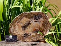 Polished Red Podocarpus Petrified Wood Slice x 1 From Mahajanga, Madagascar