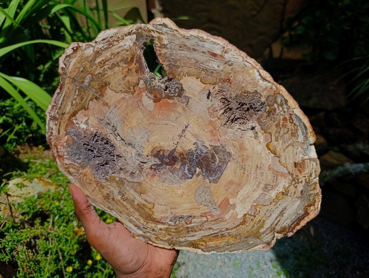 Polished Red Podocarpus Petrified Wood Slice x 1 From Mahajanga, Madagascar