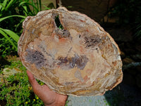 Polished Red Podocarpus Petrified Wood Slice x 1 From Mahajanga, Madagascar