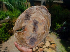 Polished Red Podocarpus Petrified Wood Slice x 1 From Mahajanga, Madagascar