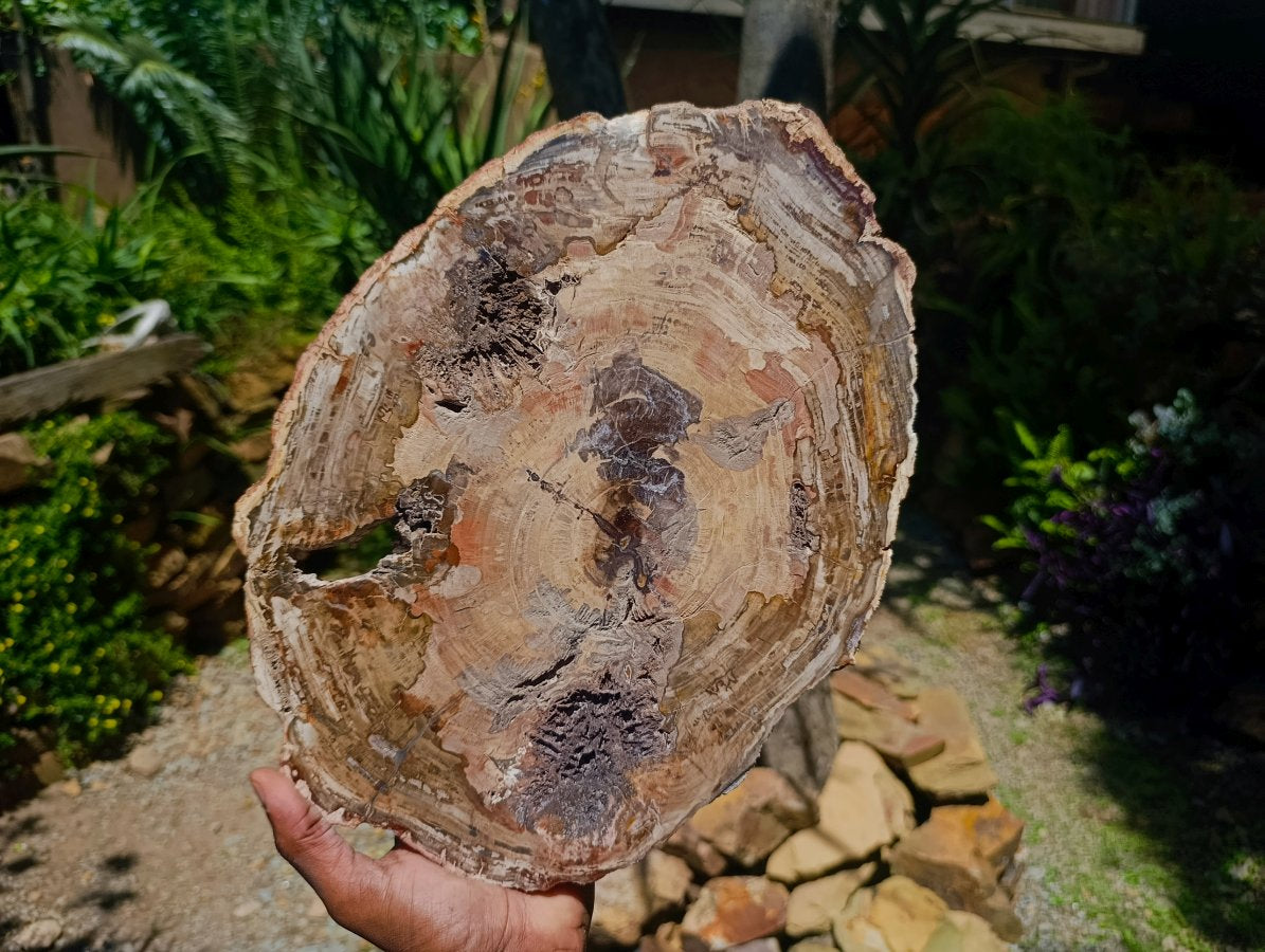 Polished Red Podocarpus Petrified Wood Slice x 1 From Mahajanga, Madagascar