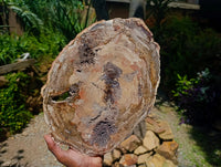 Polished Red Podocarpus Petrified Wood Slice x 1 From Mahajanga, Madagascar