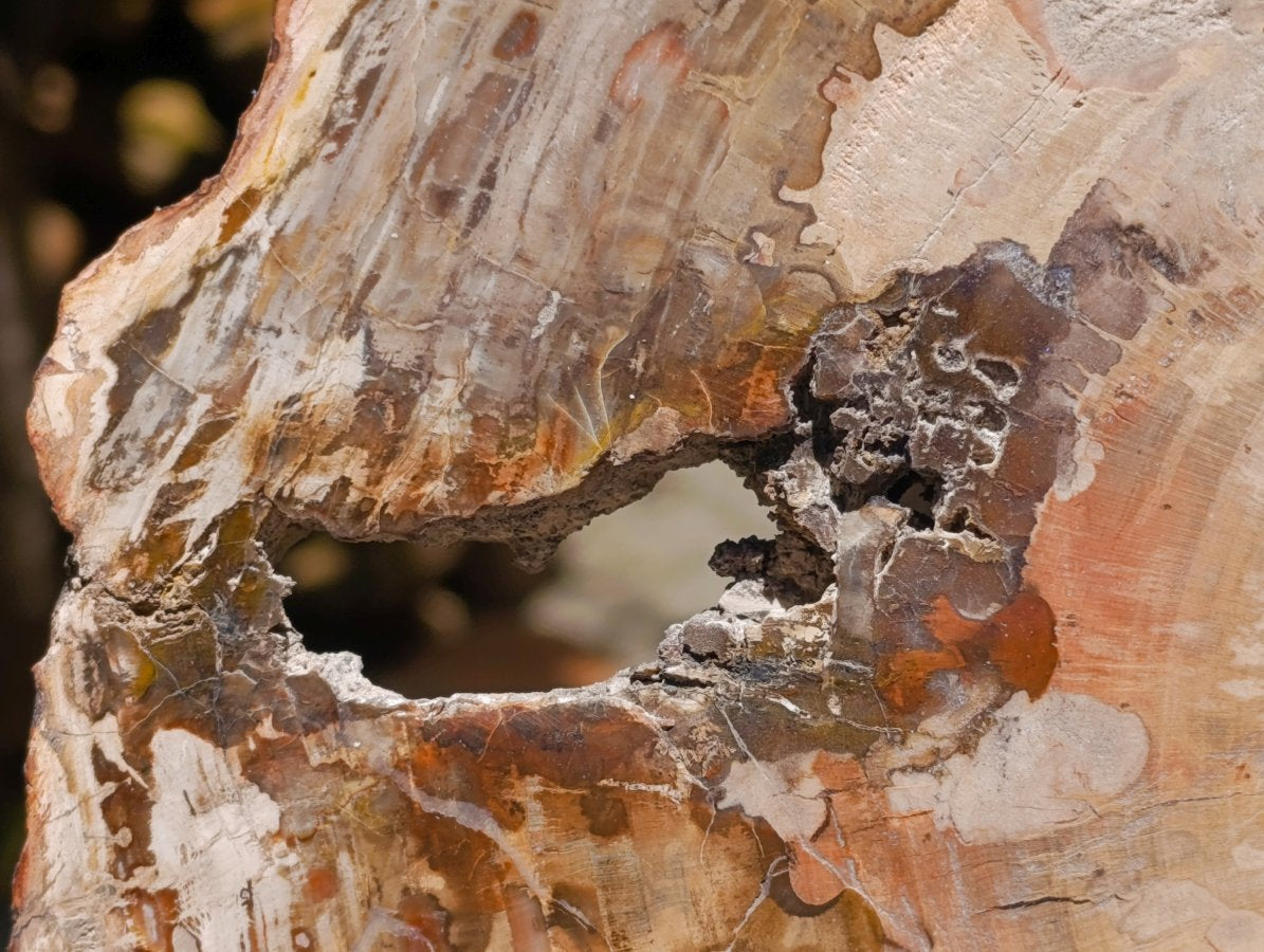 Polished Red Podocarpus Petrified Wood Slice x 1 From Mahajanga, Madagascar