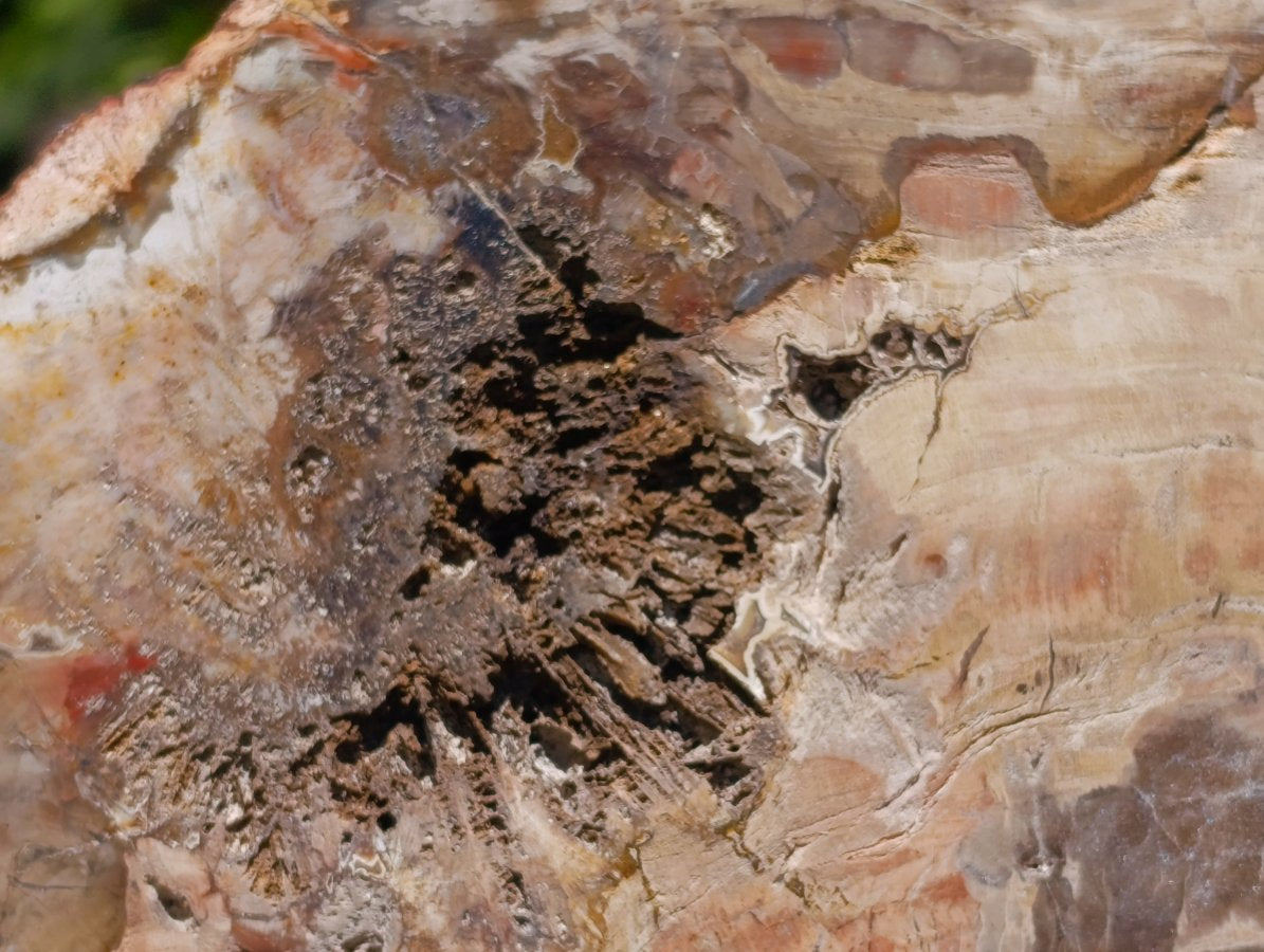 Polished Red Podocarpus Petrified Wood Slice x 1 From Mahajanga, Madagascar