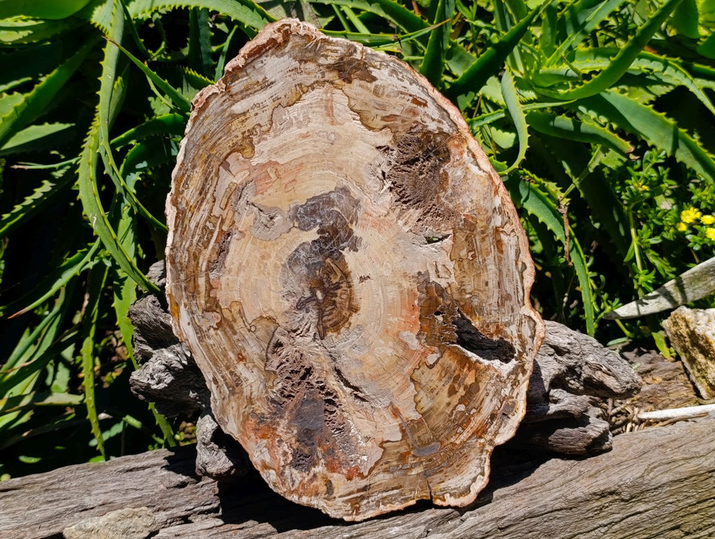 Polished Red Podocarpus Petrified Wood Slice x 1 From Mahajanga, Madagascar