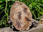 Polished Red Podocarpus Petrified Wood Slice x 1 From Mahajanga, Madagascar