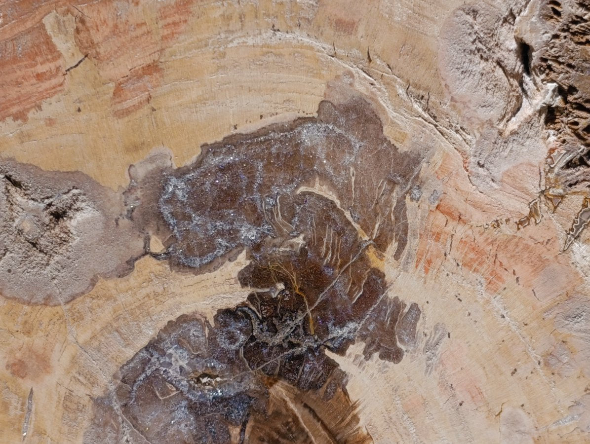 Polished Red Podocarpus Petrified Wood Slice x 1 From Mahajanga, Madagascar