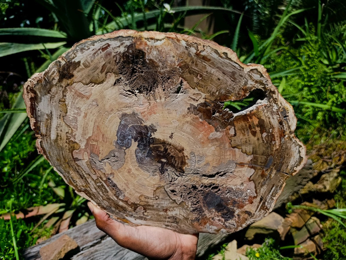Polished Red Podocarpus Petrified Wood Slice x 1 From Mahajanga, Madagascar