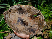 Polished Red Podocarpus Petrified Wood Slice x 1 From Mahajanga, Madagascar