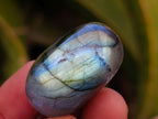 Polished Rounded Labradorite Free Forms x 70 From Madagascar