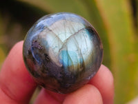 Polished Rounded Labradorite Free Forms x 70 From Madagascar