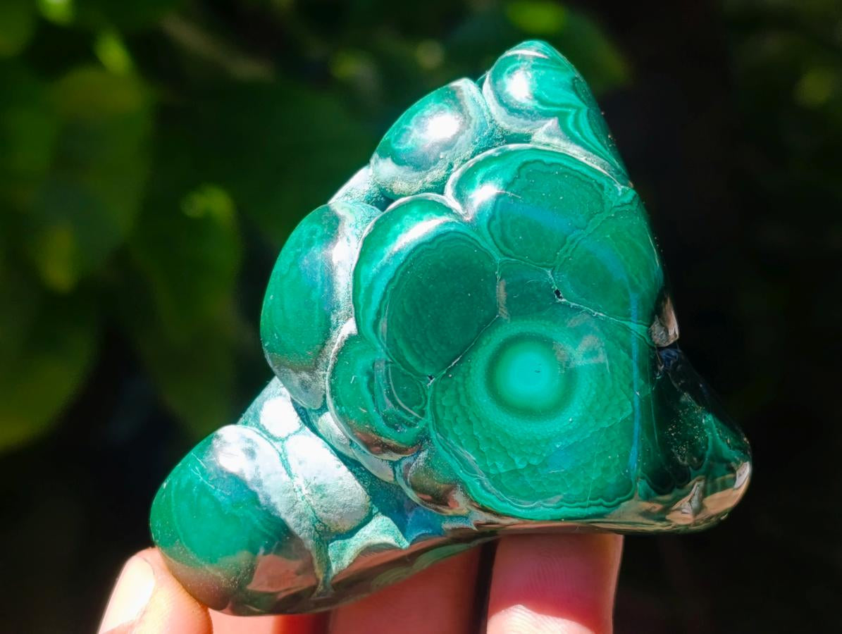 Polished Flower Banded Malachite Free Forms x 12 From Congo