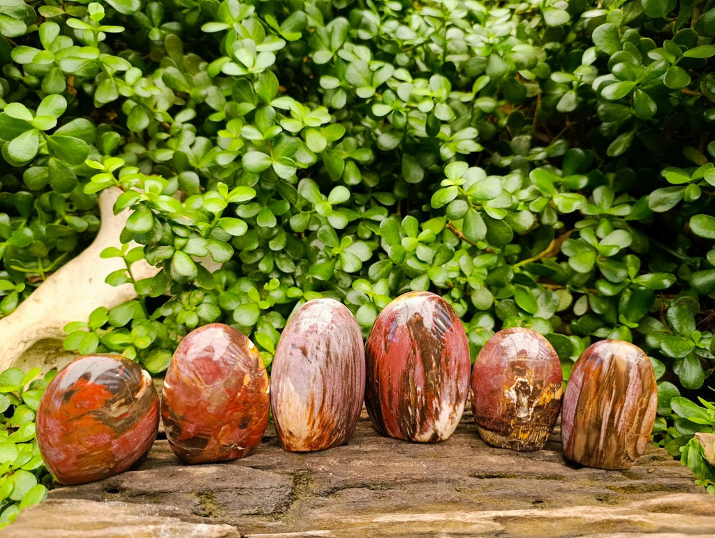 Polished Red Podocarpus Petrified Wood Standing Free Forms x 6 From Mahajanga, Madagascar