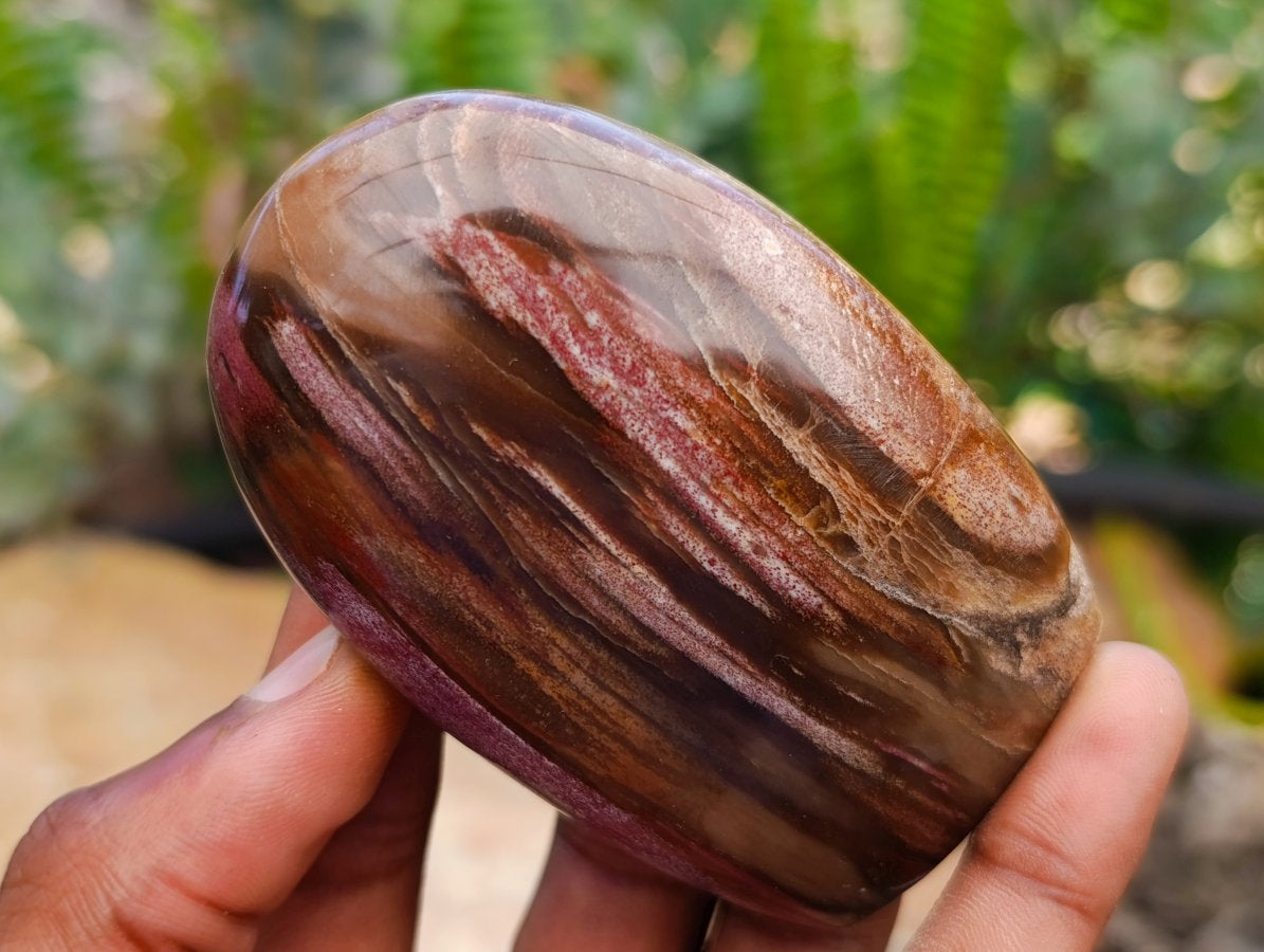 Polished Red Podocarpus Petrified Wood Standing Free Forms x 6 From Mahajanga, Madagascar