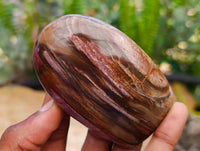 Polished Red Podocarpus Petrified Wood Standing Free Forms x 6 From Mahajanga, Madagascar