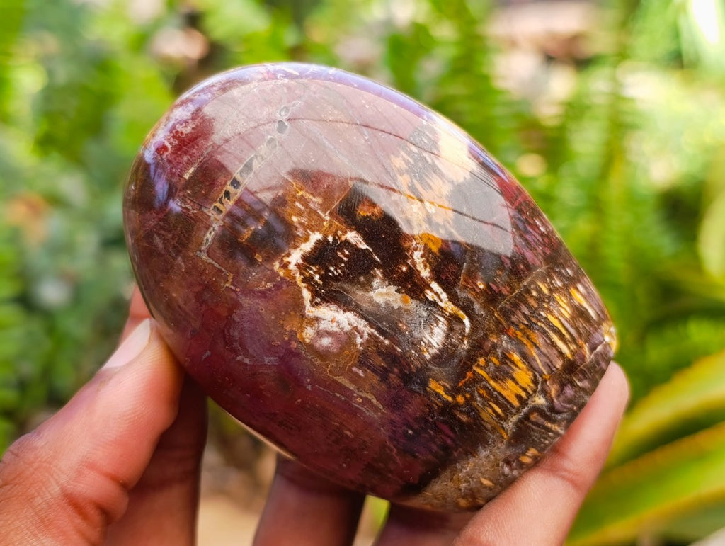 Polished Red Podocarpus Petrified Wood Standing Free Forms x 6 From Mahajanga, Madagascar