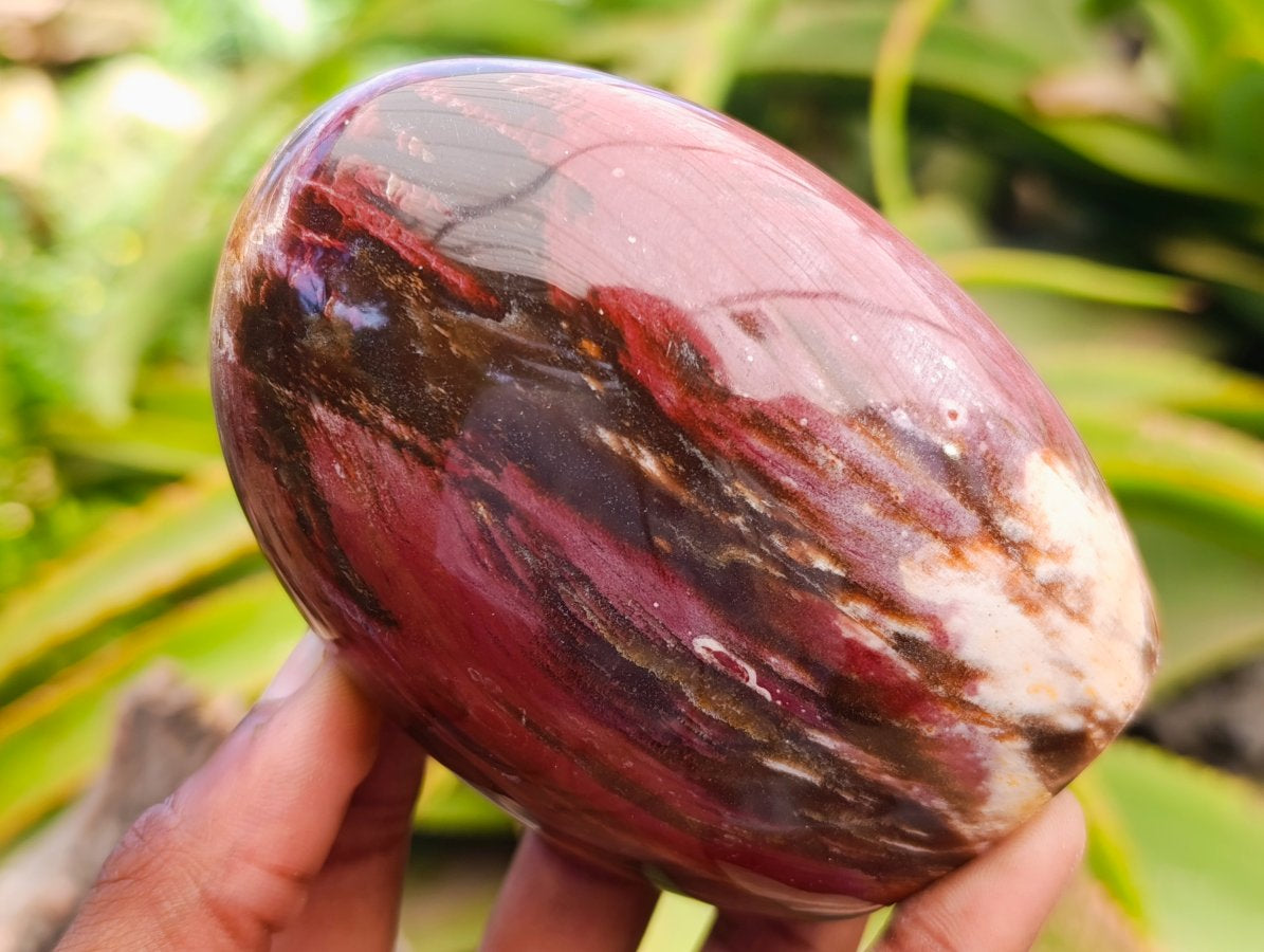 Polished Red Podocarpus Petrified Wood Standing Free Forms x 6 From Mahajanga, Madagascar