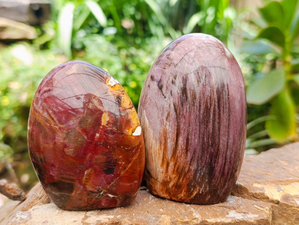 Polished Red Podocarpus Petrified Wood Standing Free Forms x 6 From Mahajanga, Madagascar