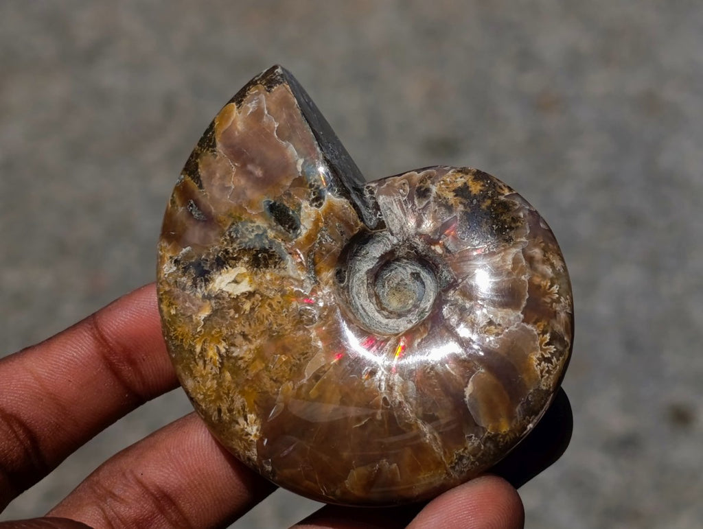 Polished Cleoniceras Ammonite Fossils x 12 From Tulear, Madagascar