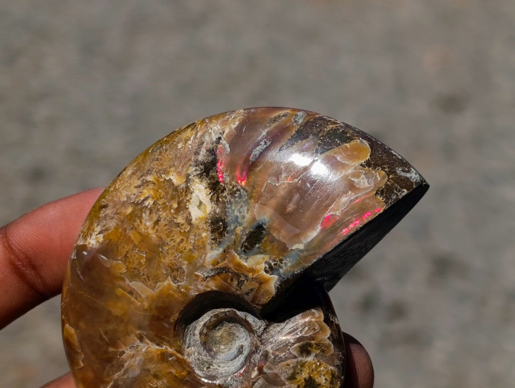 Polished Cleoniceras Ammonite Fossils x 12 From Tulear, Madagascar