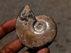 Polished Cleoniceras Ammonite Fossils x 12 From Tulear, Madagascar