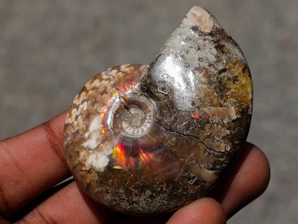 Polished Cleoniceras Ammonite Fossils x 12 From Tulear, Madagascar