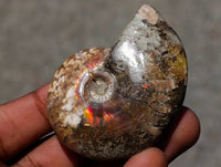 Polished Cleoniceras Ammonite Fossils x 12 From Tulear, Madagascar