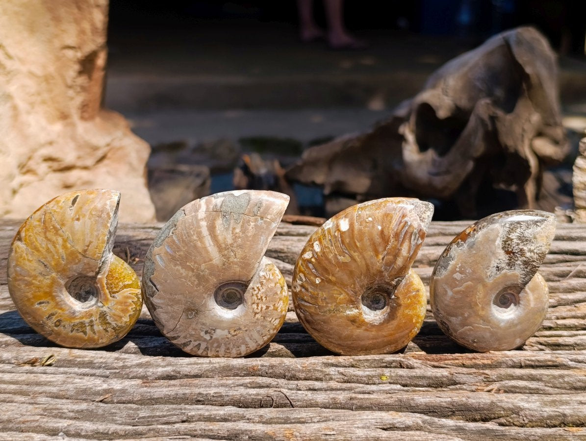 Polished Cleoniceras Ammonite Fossils x 12 From Tulear, Madagascar