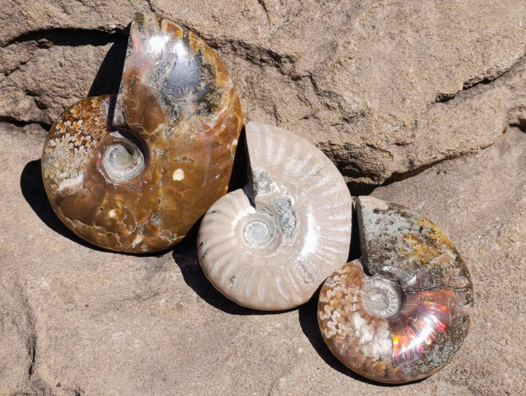 Polished Cleoniceras Ammonite Fossils x 12 From Tulear, Madagascar