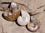 Polished Cleoniceras Ammonite Fossils x 12 From Tulear, Madagascar