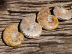 Polished Cleoniceras Ammonite Fossils x 12 From Tulear, Madagascar