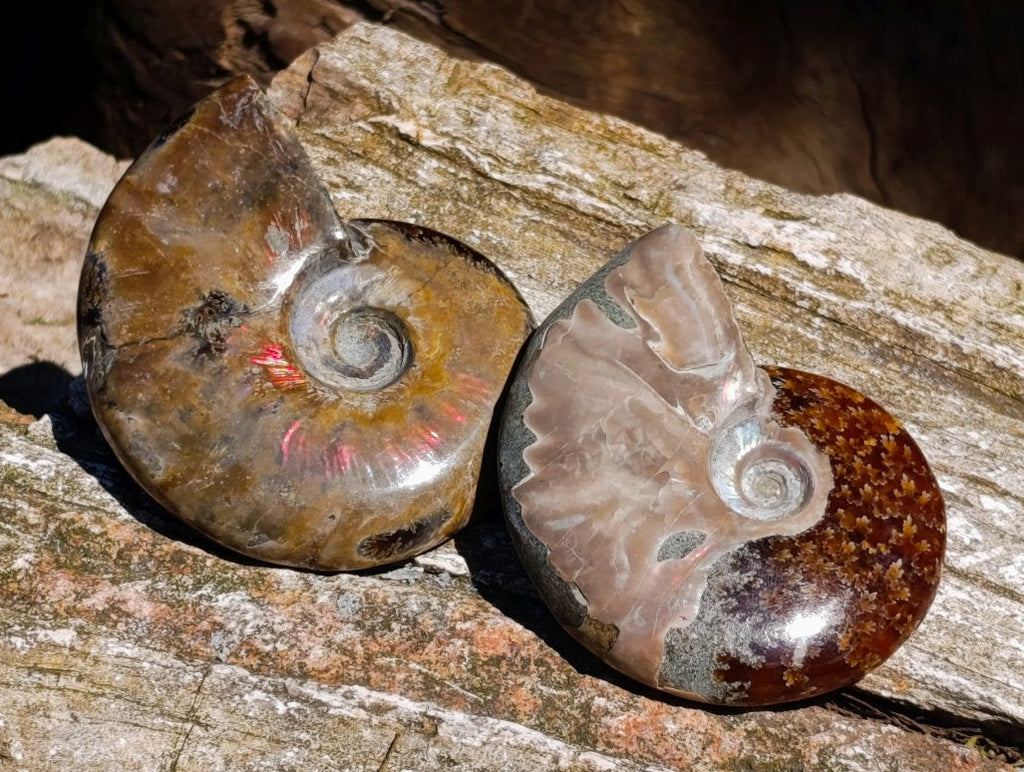 Polished Cleoniceras Ammonite Fossils x 12 From Tulear, Madagascar