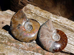 Polished Cleoniceras Ammonite Fossils x 12 From Tulear, Madagascar