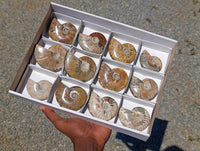 Polished Cleoniceras Ammonite Fossils x 12 From Tulear, Madagascar