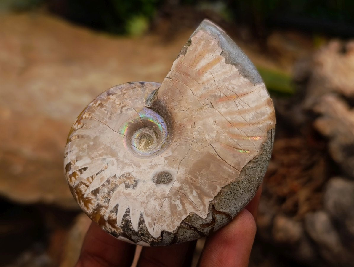 Polished Cleoniceras Ammonite Fossils x 12 From Tulear, Madagascar