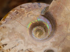 Polished Cleoniceras Ammonite Fossils x 12 From Tulear, Madagascar