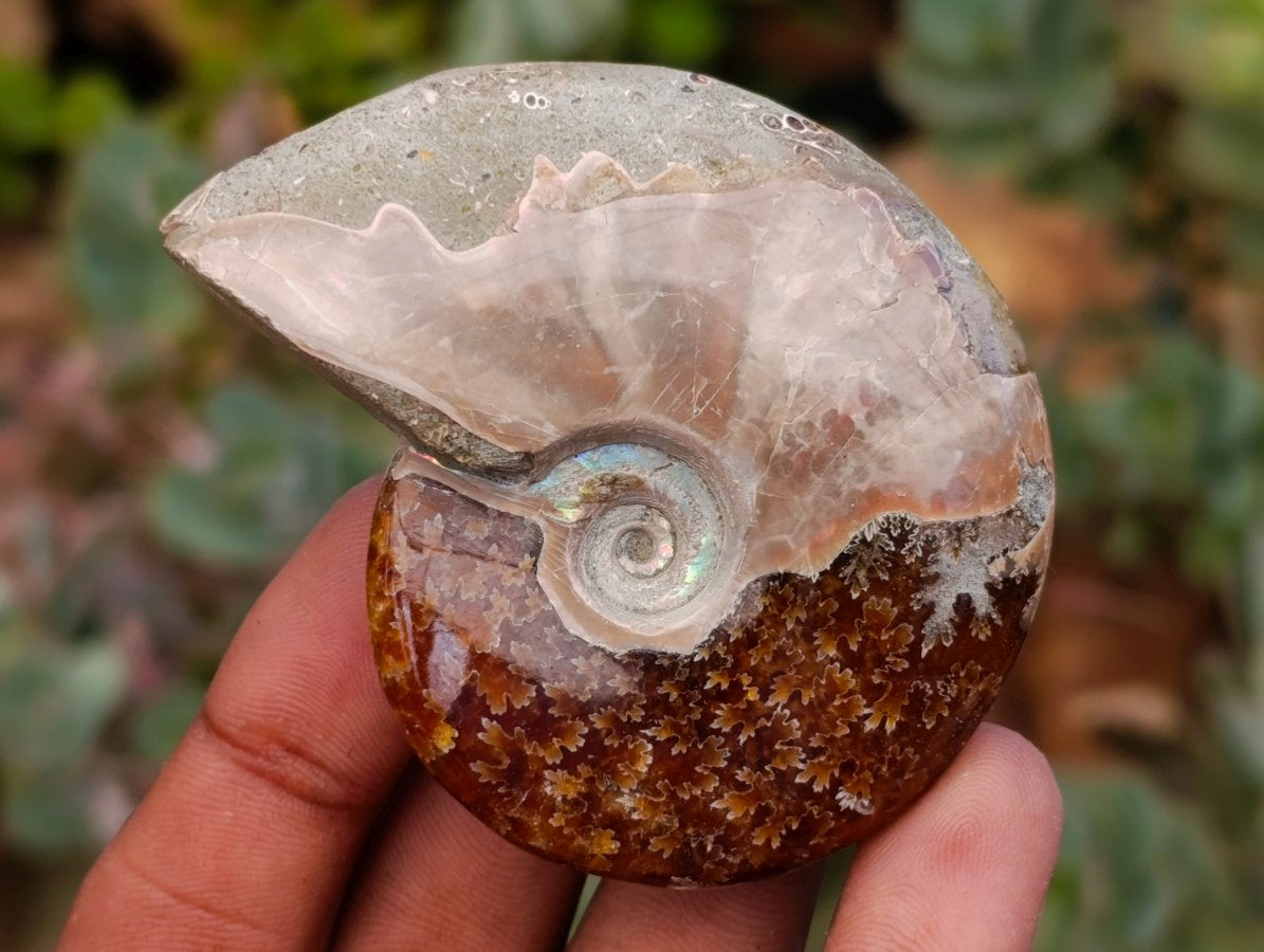 Polished Cleoniceras Ammonite Fossils x 12 From Tulear, Madagascar