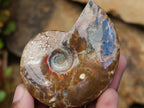 Polished Cleoniceras Ammonite Fossils x 12 From Tulear, Madagascar