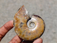 Polished Cleoniceras Ammonite Fossils x 12 From Tulear, Madagascar