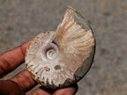 Polished Cleoniceras Ammonite Fossils x 12 From Tulear, Madagascar