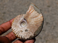 Polished Cleoniceras Ammonite Fossils x 12 From Tulear, Madagascar