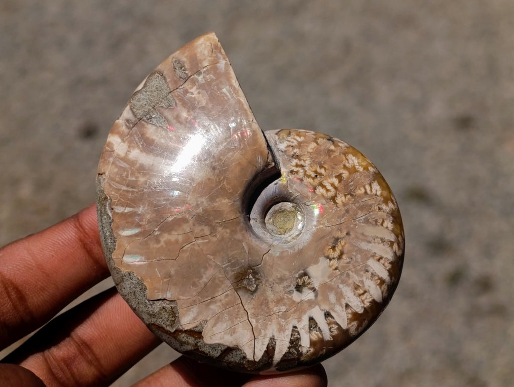 Polished Cleoniceras Ammonite Fossils x 12 From Tulear, Madagascar