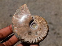 Polished Cleoniceras Ammonite Fossils x 12 From Tulear, Madagascar
